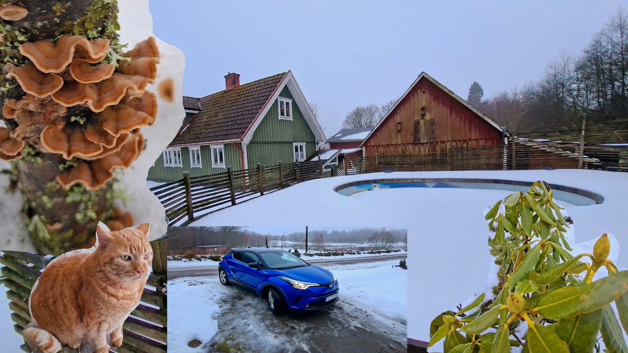 อัพเดตบรรยากาศ บ้านสวนสวีเดนทางตอนใต้ หลังจากจมอยู่กับหิมะหลายวัน 🇸🇪🌿🐈