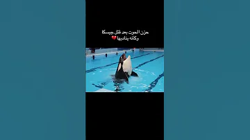 صوت مؤلم وحزين يصدره الحوت الأوركا بعد قتل مدربته جيسيكا وكأنه يناديها Shorts 