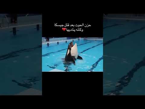 صوت مؤلم وحزين يصدره الحوت الأوركا بعد قتل مدربته جيسيكا وكأنه يناديها 