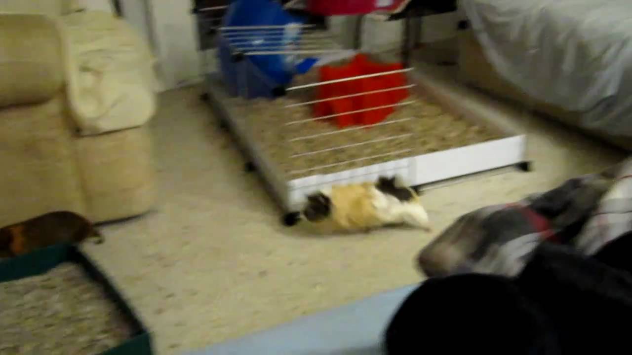 guinea pigs running around doing laps and chasing each other YouTube