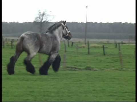 Belgian draft horse Belgisch trekpaard Cheval de trait Belge Belgischer Kaltblut Famous Stallion: Buffalo van 't Zwaluwnest.