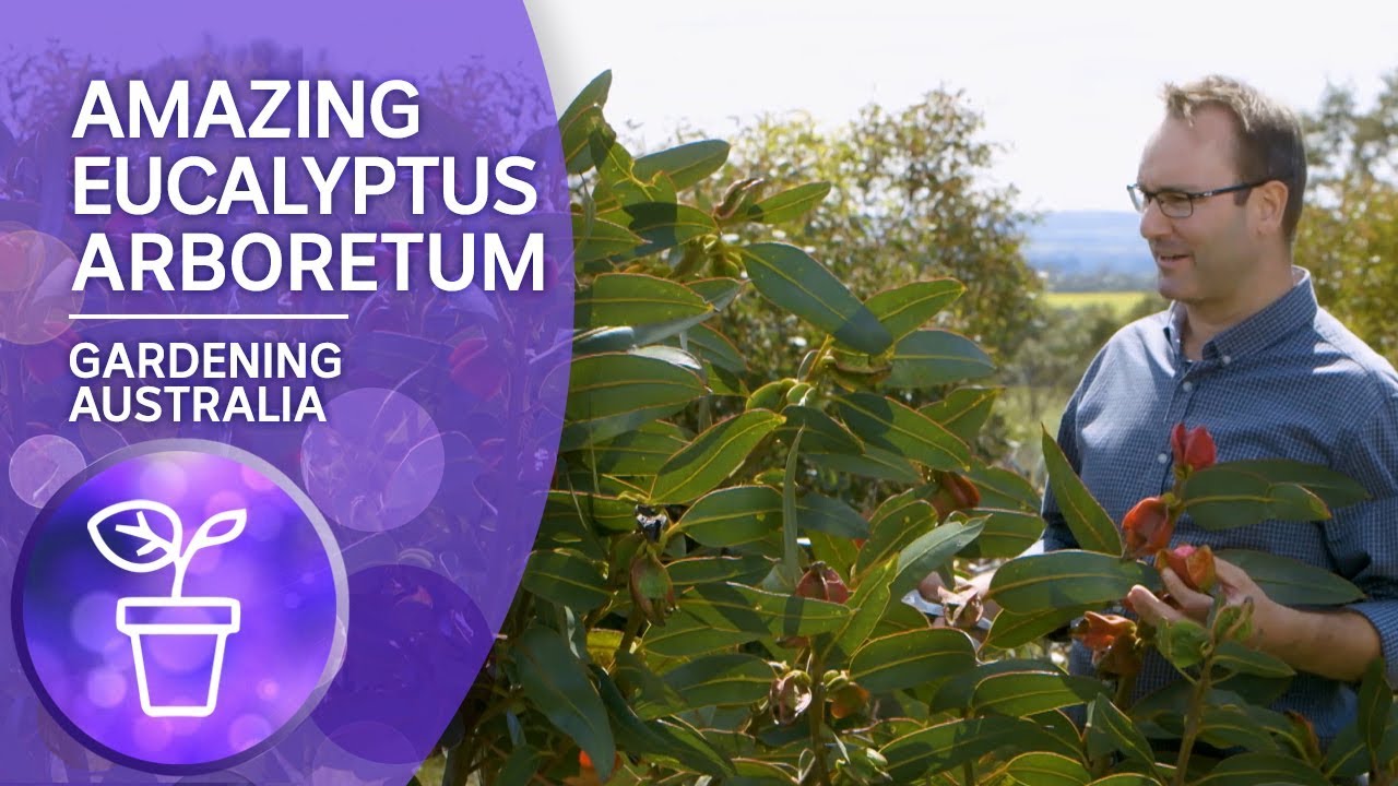 Every Eucalyptus species in one Arboretum