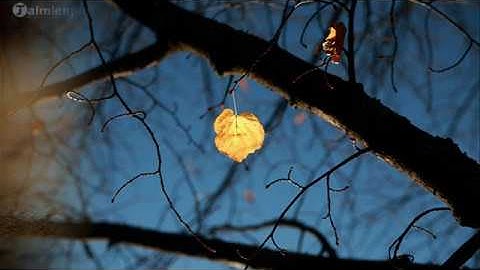 Chiếc Lá Cuối Cùng _ Tác giả : Đoàn Chuẩn_ Ca Sĩ : Lê Dung