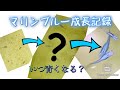 【メダカ】2ヶ月間の成長記録(マリンブルーが青くなるまで)