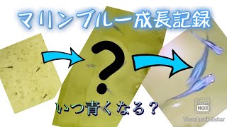 【メダカ】2ヶ月間の成長記録(マリンブルーが青くなるまで)