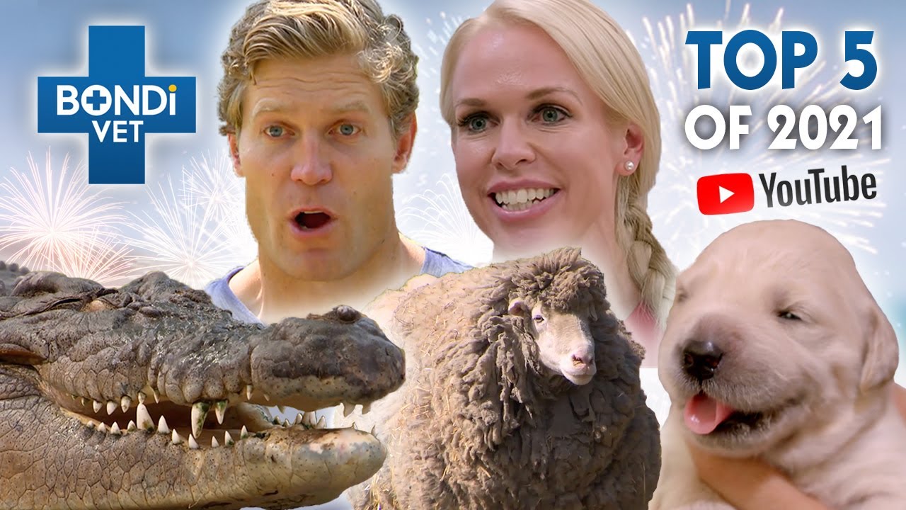 Top 5 Stories of 2021 🙌 Bondi Vet Compilation Bondi Vet YouTube