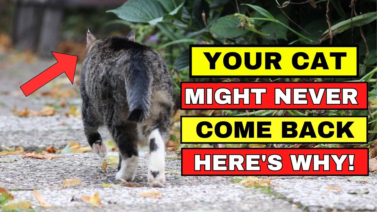 8 Reasons Cats Leave Home & Never Return (How to Stop It!) 🐱