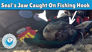 Seal's Jaw Caught On Fishing Hook