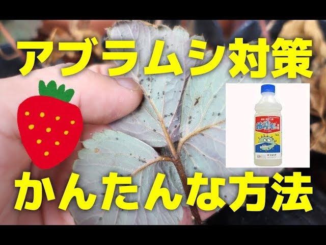 いちごの害虫 いちごのアブラムシ対策 家庭菜園向けの簡単な方法 Youtube