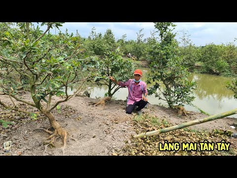 Video Vườn mai tàng 1 cốt Dáng Long nồi đế siêu đẹp giá rẻ - youtube