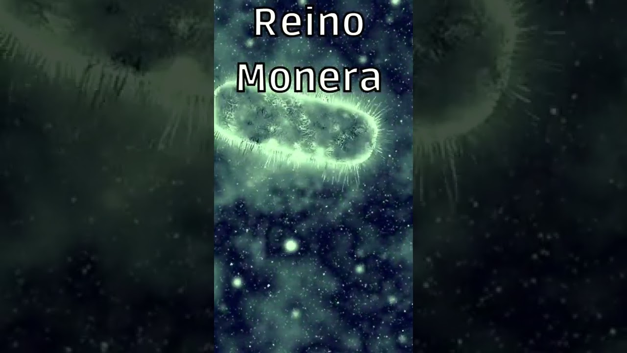 5 KINGDOMS OF NATURE #shorts - YouTube