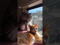 ２０２６年２月１７日のホープくん　動画ではこれが最後の記録です