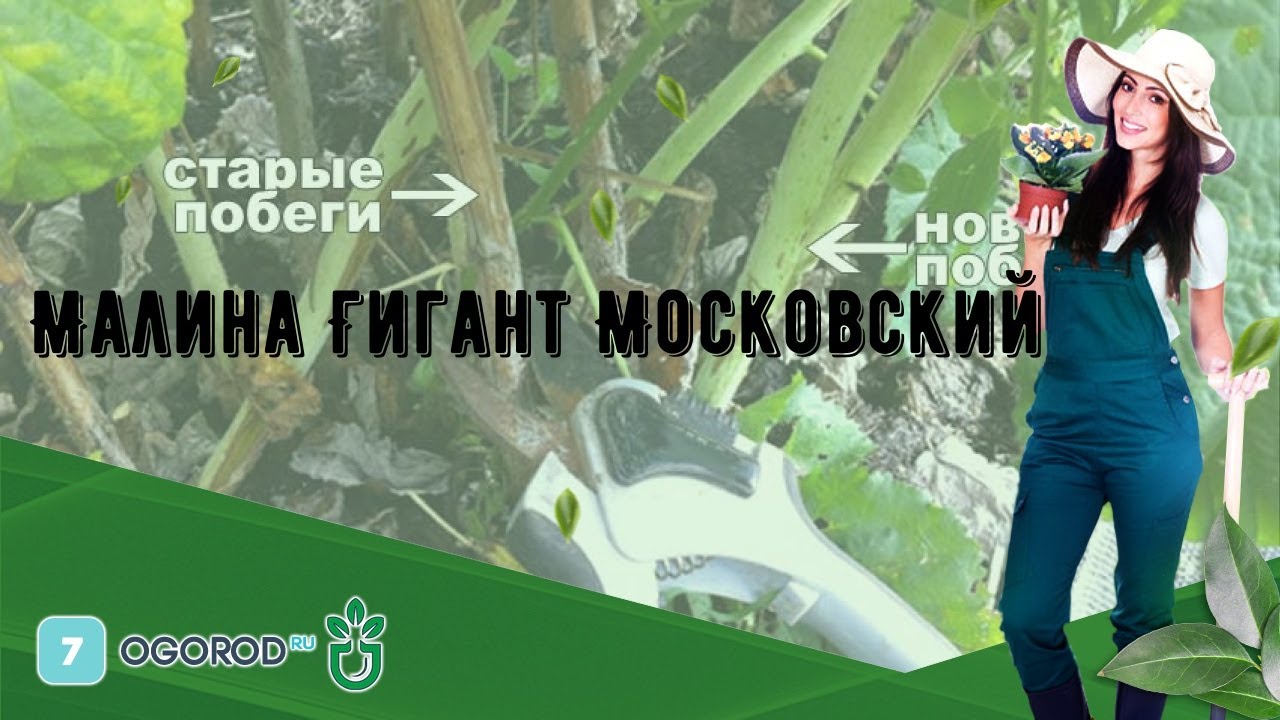 Малина Гигант Московский - YouTube