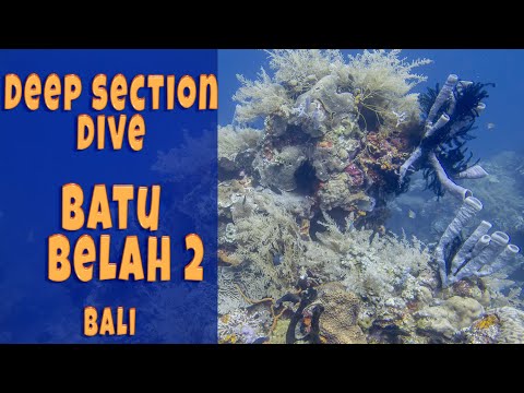 Batu Belah Bali: Alien World Dive! 15 Min Deep Highlights – Weird Sponges