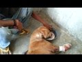 Amazing rescue & recovery of dog hit by train who lost front legs but learns to walk on two!