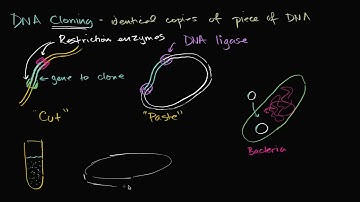 DNA cloning and recombinant DNA   Biomolecules   MCAT   Khan Academy copy