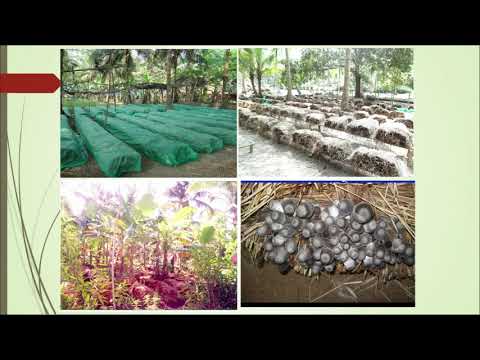 Lesson 5 : Cultivation of Paddy Straw Mushroom