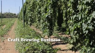 Rogue Opener: Craft Brewing Business covers the 2016 hop harvest