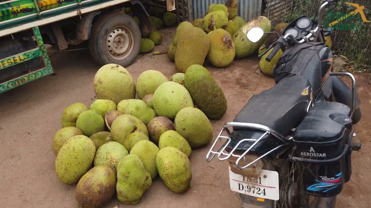 நல்ல விலை இல்லாமல் வீணாக போகும் பண்ருட்டி பலா | பண்ருட்டி பலாப்பழ மண்டிகள் | Panruti palapazham
