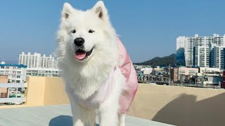 I dressed my dog in hanbok and took her  to my parents who dislike dogs. by 사모예드 프림 6,270 views 2 months ago 10 minutes, 3 seconds