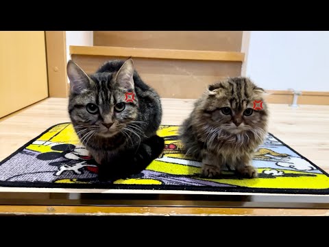 友達の見送りでちょっと離れただけなのに先住猫と子猫が激怒してこうなりましたw