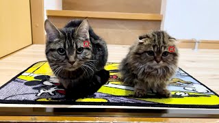 友達の見送りでちょっと離れただけなのに先住猫と子猫が激怒してこうなりましたw
