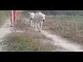 Central Asian Shepherd Female Magda Iz Ruskog Izvora 9 Month Old Central Asian Shepherd Female Magda Iz Ruskog Izvora 9 Month Old