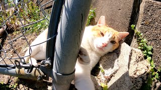 狭い場所へ逃げ込んでなかなかモフらせてくれない茶シロ猫