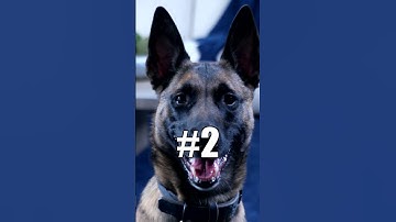 What are some helpful things you do when getting a dog acclimated to their crate?