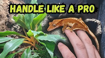 How to Properly Handle a Crested Gecko | Tips for Beginners!