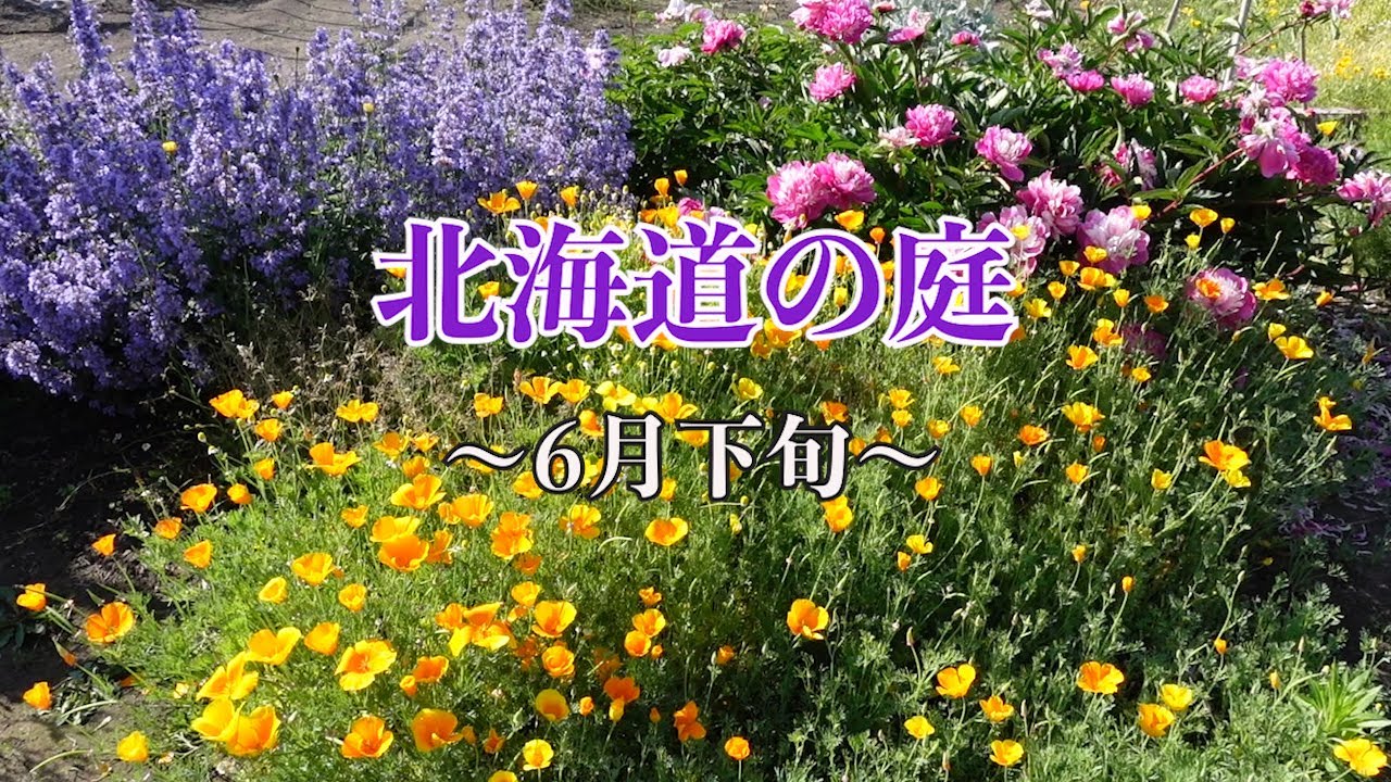 6月下旬 北海道の庭 バラもついに咲き出した Youtube