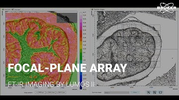 FTIR Imaging by FPA and LUMOS II