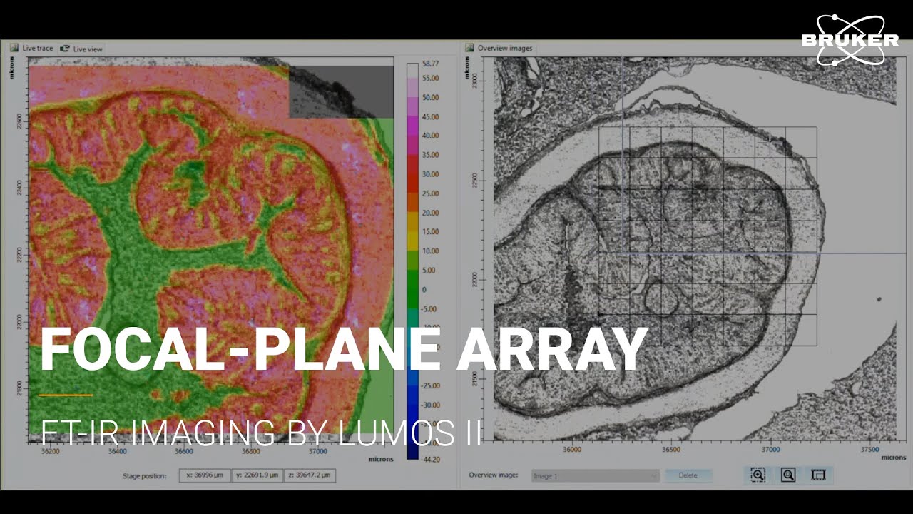 FTIR Imaging by FPA and LUMOS II