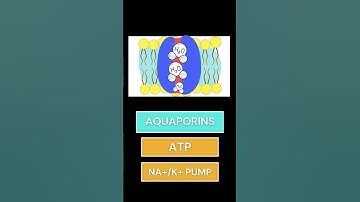Bio Pop Quiz: 🦠🤓 Water transport across the Plasma Membrane