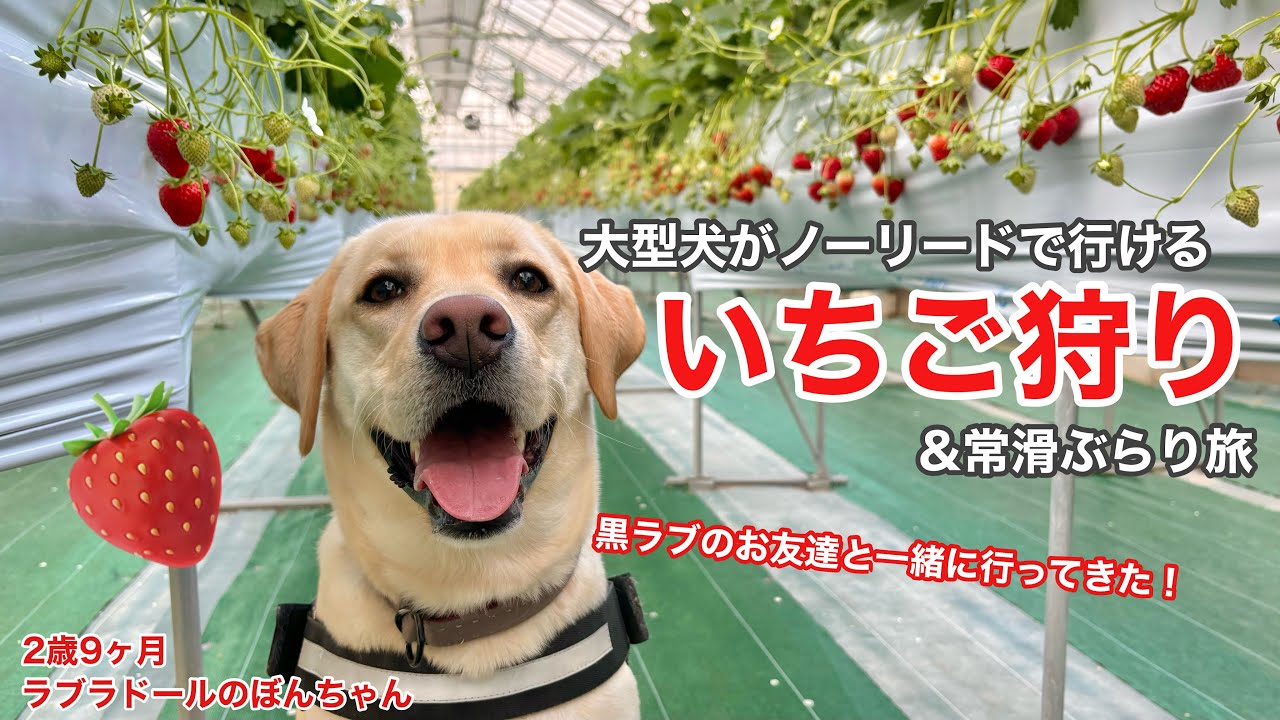 【ラブラドール#126】大型犬がノーリードで楽しめるいちご狩り&常滑ぶらり旅★labrador retriever 大型犬  ラブラドールレトリバー