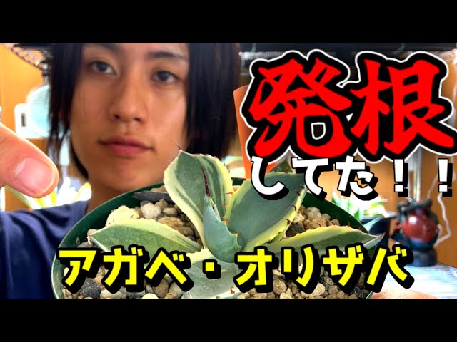 激アツや！！アガベ・オリザバが発根しました！！パリー