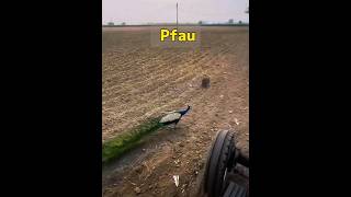Rettet den Pfau! #tiere #vogel #tier #animals #tiergesundheitscoach #funny