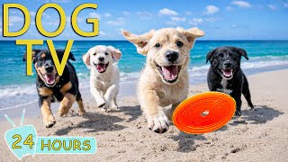 DOG TV: Ultimate Video Entertain for Dogs to Watch When Alone All Day - Best Relax Music for Dogs screenshot 3