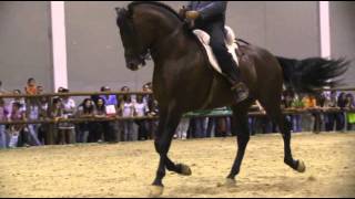 Espectáculo Ecuestre Arte A Caballo