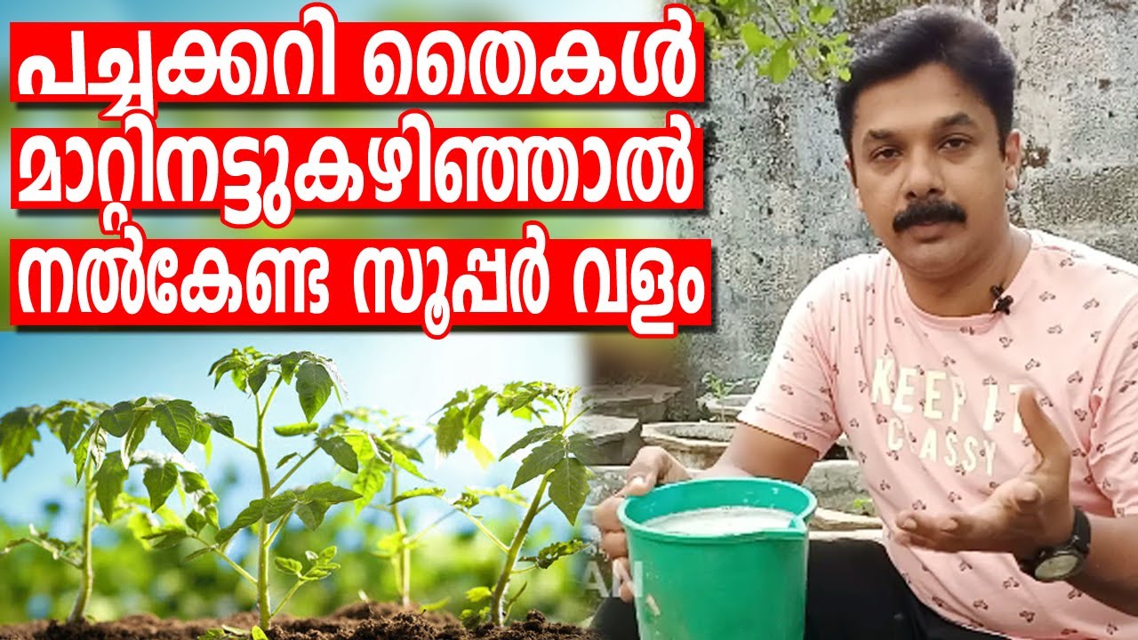 പച്ചക്കറിതൈകൾ മാറ്റിനട്ടുകഴിഞ്ഞാൽ നന്നായി വളരാനുള്ള ചെലവുകുറഞ്ഞ അടിപൊളി വളം | Rice water fertilizer