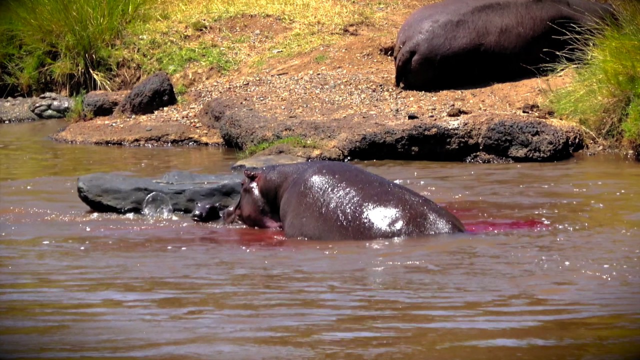 Hippo Gives Birth - Saves Newborn From Croc - Hippo Gives Birth - Saves Newborn From Croc