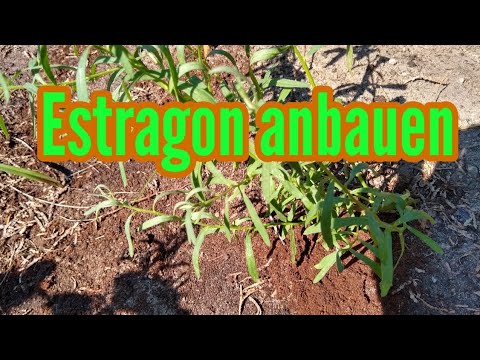 Video: Estragon drinnen anbauen: Wie man Estragon drinnen anbaut