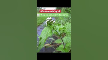 “Cây Hoa Ngũ Sắc – Thần Dược Dân Gian Cho Đường Hô Hấp”