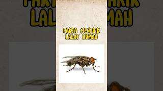 Fakta menarik lalat rumah #lalat