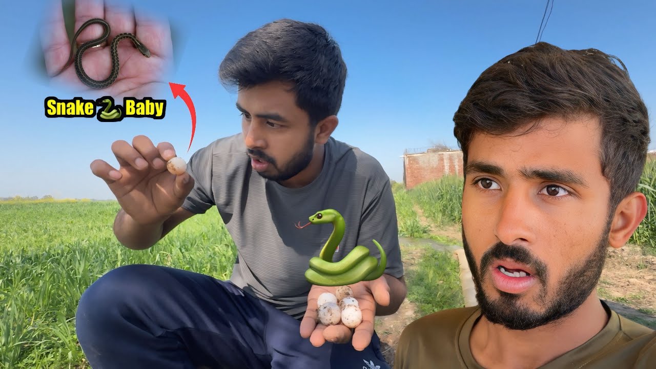 Snake Ke Eggs Mil Gaye 😱 First Time Snake🪺Eggs Dekhe😳