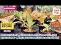STOK LOKALAN AGLAONEMA HARGA MULAI DARI 50.000AN. HADIRKAN ID MURAH DENGAN KUALITAS SUPER. Eps 1745