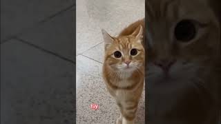 KEDİ- TÜY YUTMA VE MALT Resimi