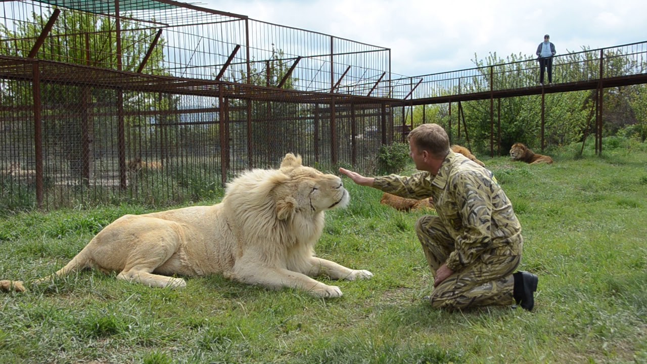 Парк белый лев