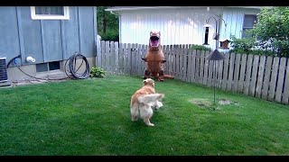 Dogs VS Dinosaur II