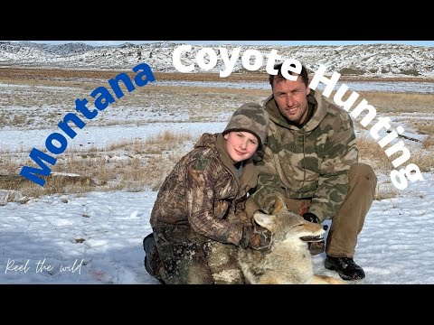 Montana Coyote Hunting